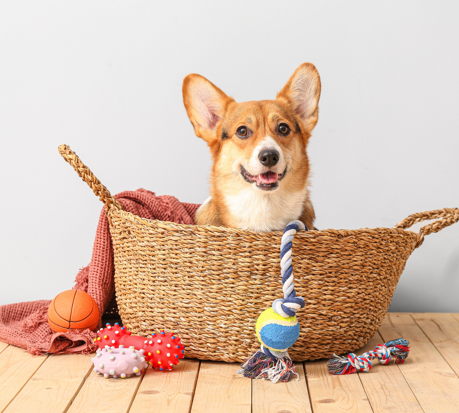Pet Accessories