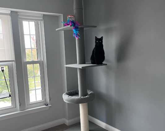 Benefits of Window Perches for Indoor Cats
