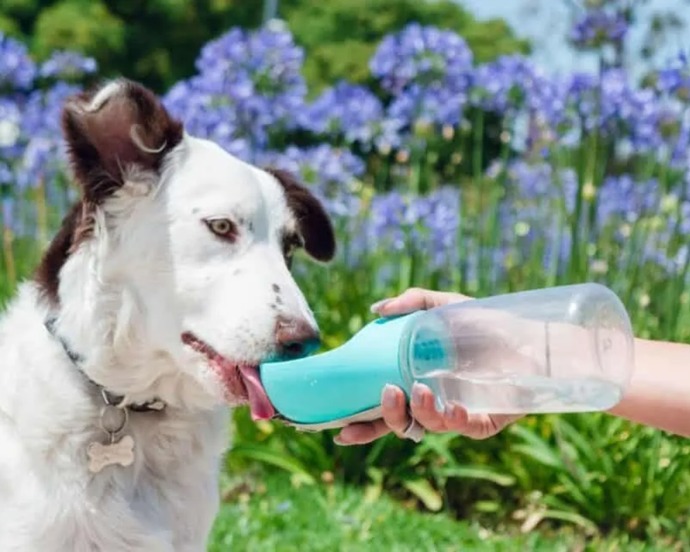 Top Portable Dog Water Bottles for Hiking