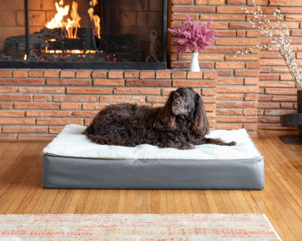 Best Orthopedic Dog Beds for Older Dogs