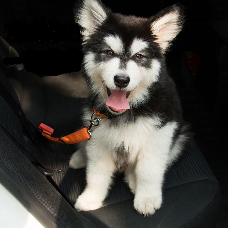 Collars, Leashes & Harnesses