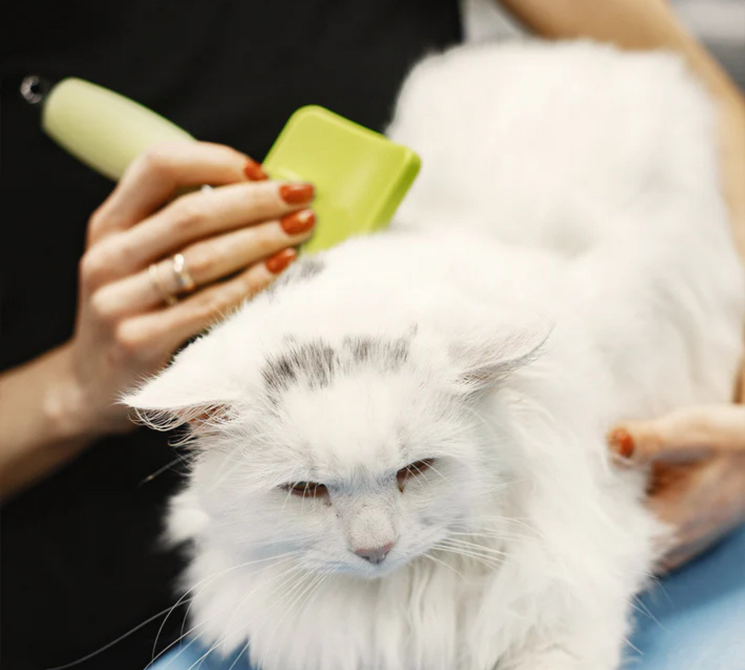 Pet Grooming